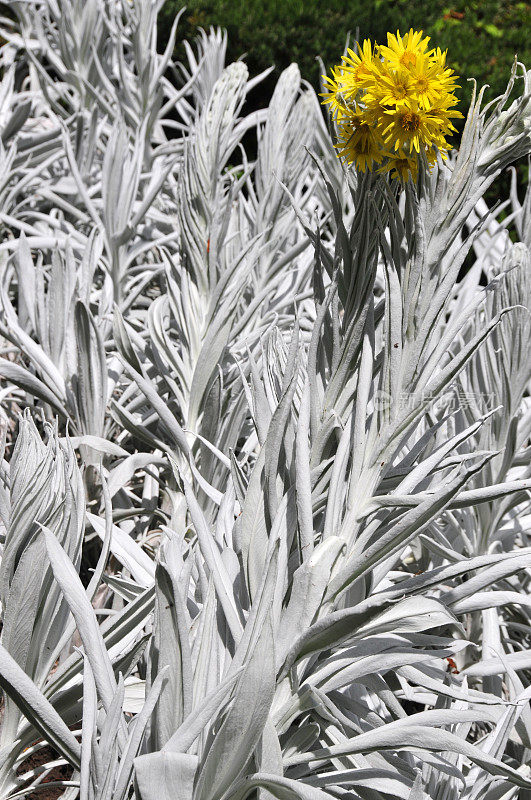 白色山金车(Senecio niveoaureus Cuatrec.)植物-特有的北安第斯Páramo生态区域